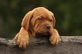 DOGUE DE BORDEAUX 329